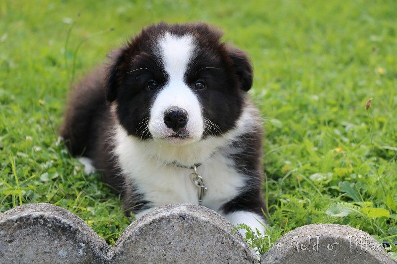 the Gold of Tiffacy - Border Collie - Portée née le 10/07/2024